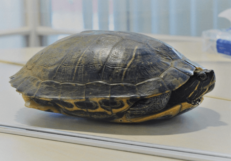 черепаха, японія, аеропорт