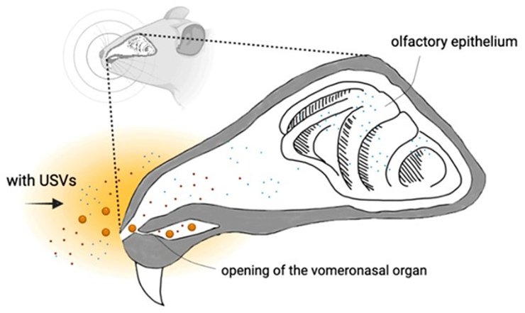 крысы мыши ультразвук