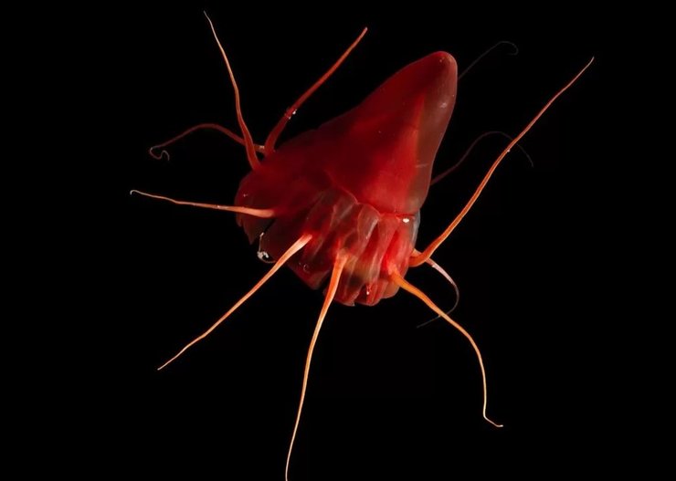 шлемовая медуза