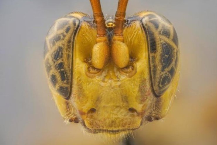 оса-вампір, рідкісні види, оса, вампір, рідкісні комахи, небезпечні комахи, нові види, наукові відкриття