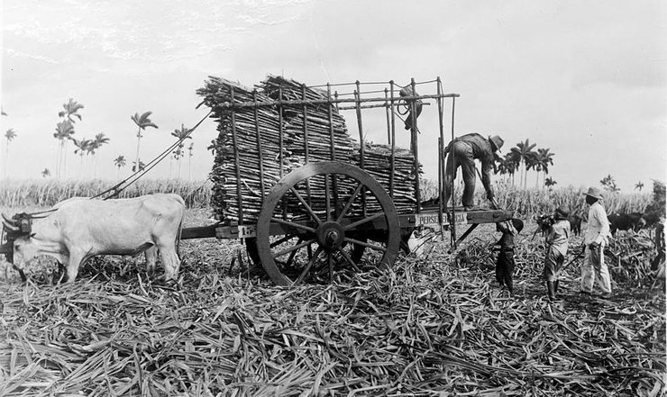 куба, сахарный тростник