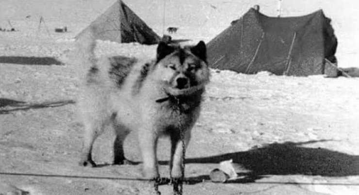 Аргентинские полярные собаки, породы собак, исчезнувшие породы собак, редкие породы собак, собаки, домашние собаки, охотничьи собаки,