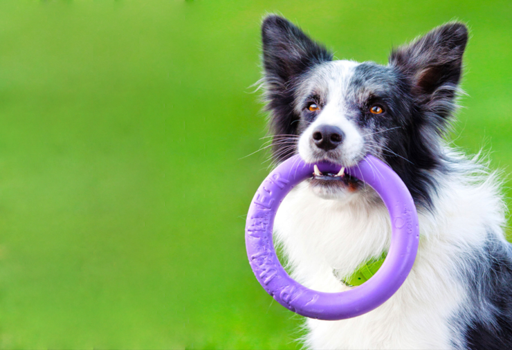 CLUB 4 PAWS ПРЕМІУМ «АКТИВ». ПОВНОРАЦІОННИЙ СУХИЙ КОРМ ДЛЯ АКТИВНИХ СОБАК