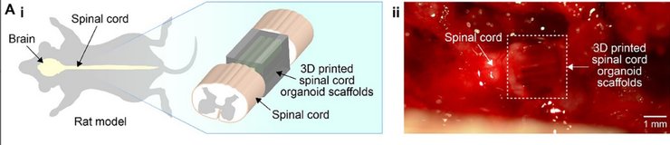 восстановление функциональности позвоночника крыс