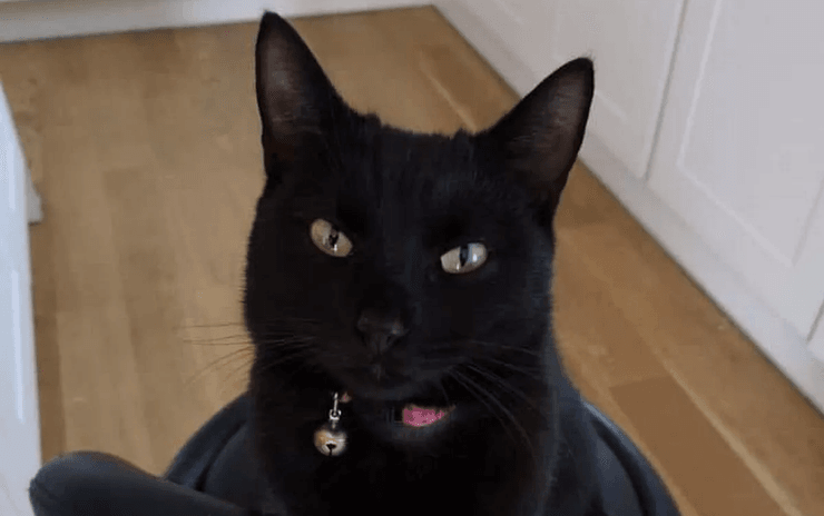 Чорна кішка Бінді із зеленими очима, знайдена через п'ять років після зникнення, яка возз'єдналася з господарями перед Різдвом