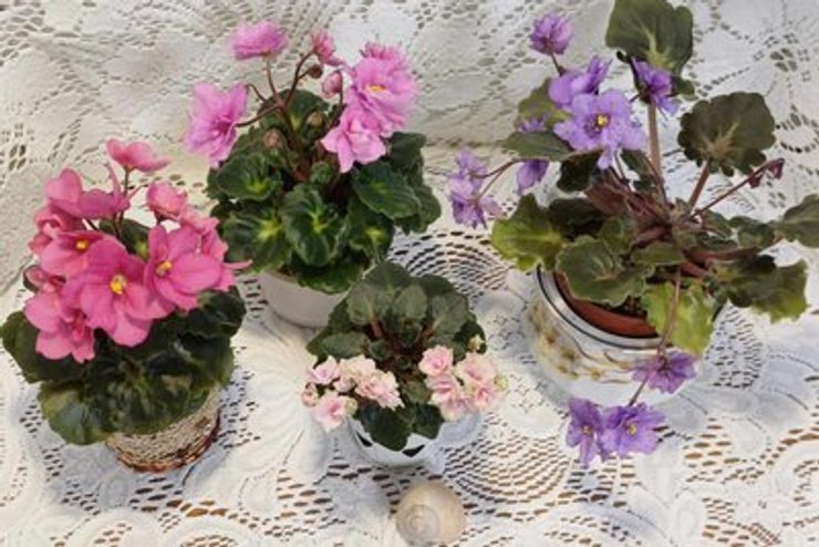 Цветочница из Житомира в двухкомнатном доме собрала более 400 сортов фиалок