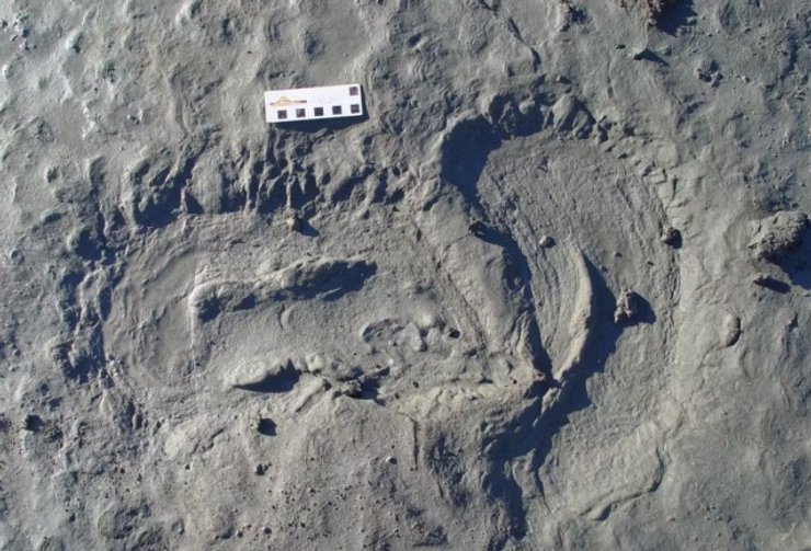 умчатое следы