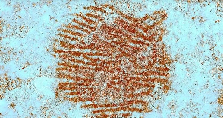 неандерталец отпечаток пальца