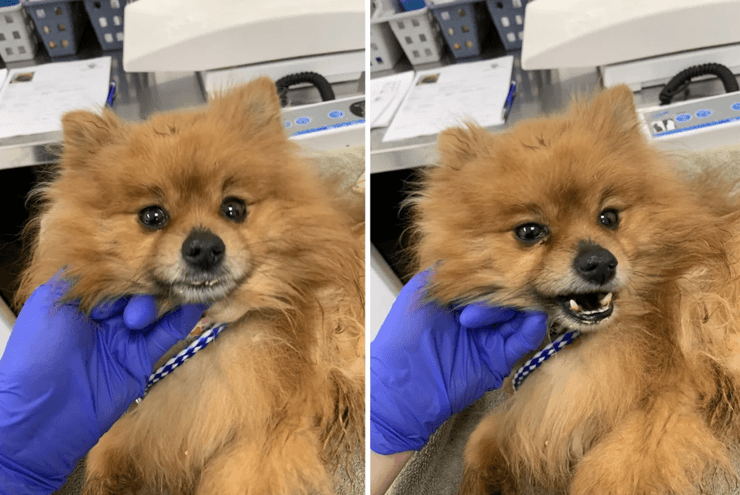 Пес, шпіц, собака, порода