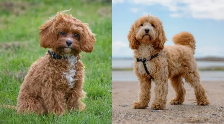 кавапу, порода собак