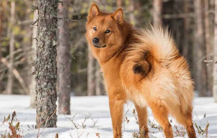 порода собаки шпиц