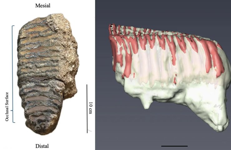 Palaeoloxodon antiquus зуб Предки человека делили маршрут выхода из Африки с настоящими гигантами