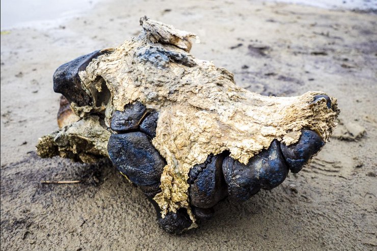 мамонт, тадибе, скелет, ямал