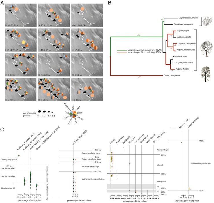 Ліси в Доггерланді забзпечували середовище проживання для тварин