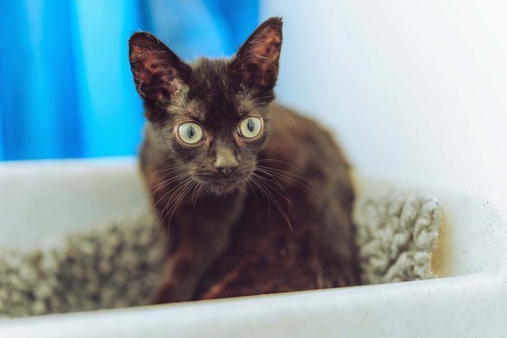 Хобгоблин в приюте