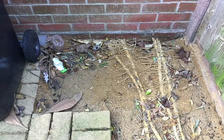 бамбук в британії, бамбук, бамбуковий гай, зарості бамбука