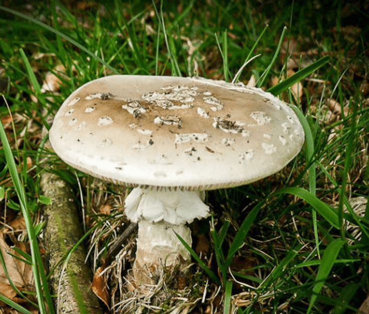 Бледная поганка, отравление, симптомы