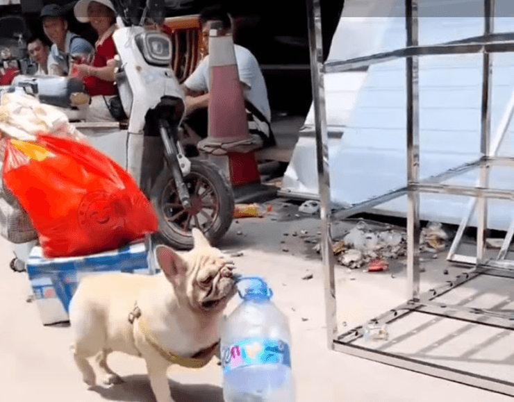 французский бульдог собирает бутылки