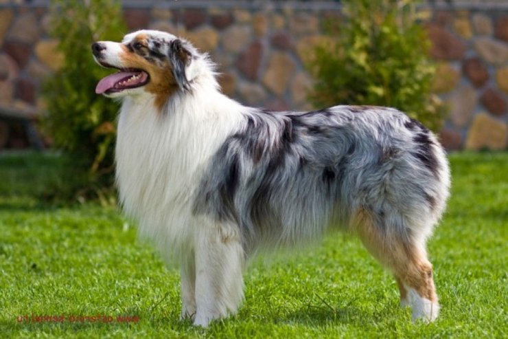 Породы, собаки, дрессировка