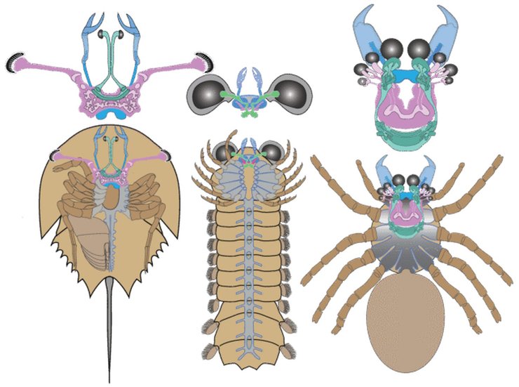 нервова система павукоподібних