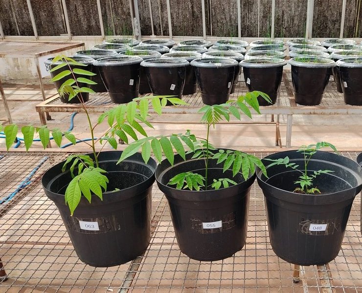 рассада амазонка почва