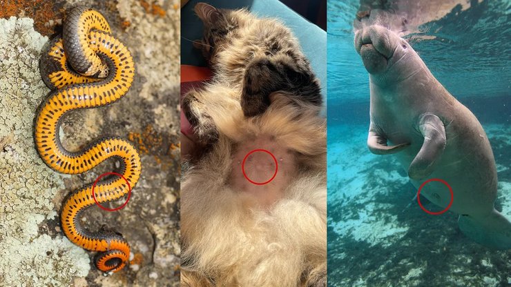 животные, пупок, пупок ученые