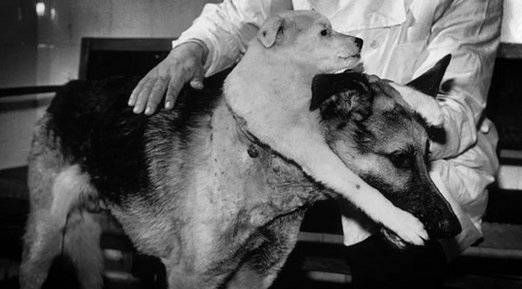 пересадка голови, собаки