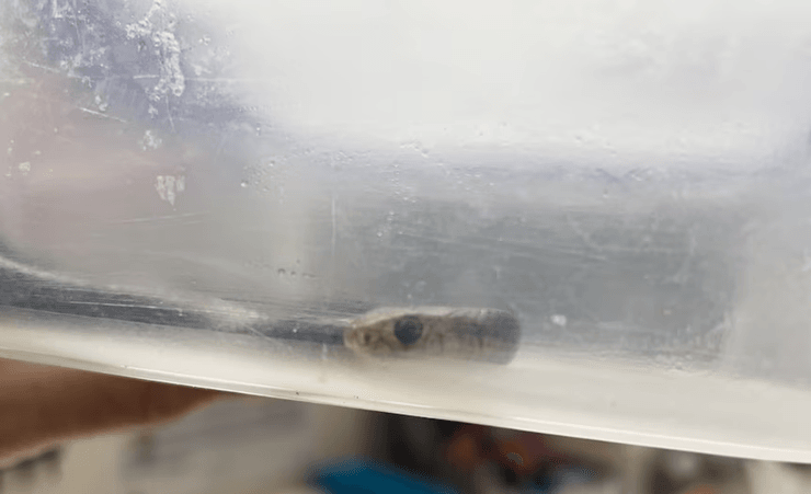 Змія в контейнері, змія, рептилія, отруйна змія, небезпечні тварини, принесли змію в лікарню, змія в лікарні, протиотрута