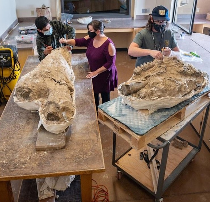 Череп мастодонта