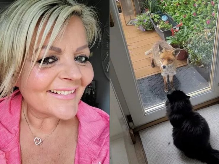 Зграя лисиць, лисиці, сім'я лисиць, тварини, жінка 25 років годує лисиць, лисиці приходять по їжу, соцмережі, лисиця