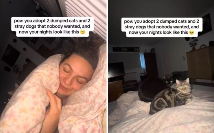 Усыновление домашних любимцев, приколы, курьезы, трогательные истории, помощь животным