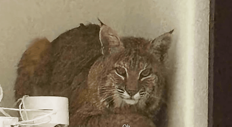 Полиция Колорадо пыталась выманить рысь лазерами