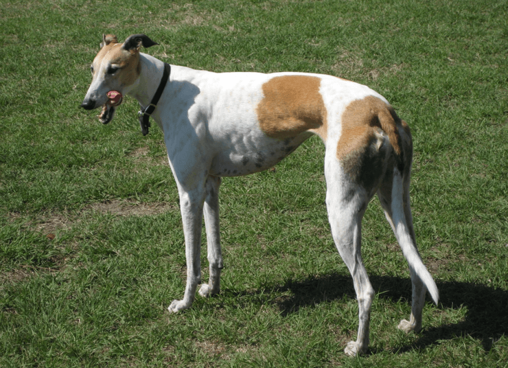 грейнхаунд