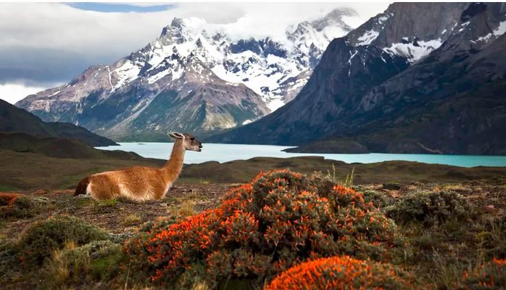 животные Южная Америка