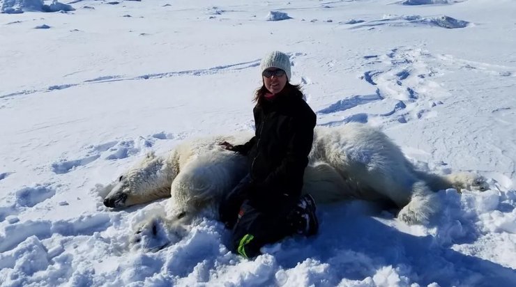 білі ведмеді, білі ведмеді арктика