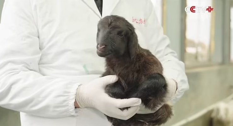 клонирование коза