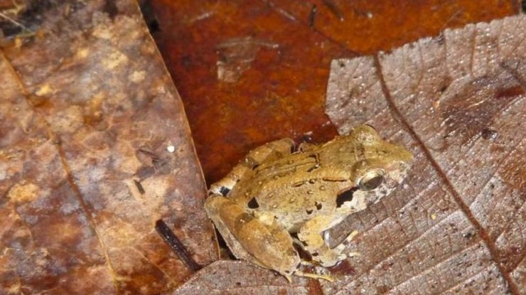 ікласта жаба