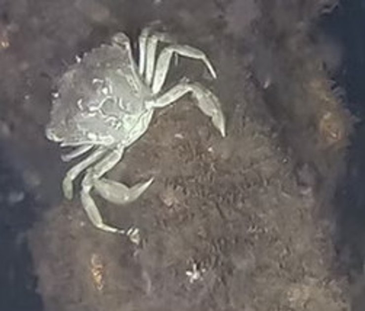 Краб мешкає на боєголовці