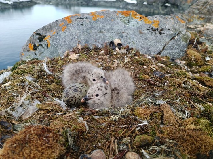 Птенцы чаек чаек