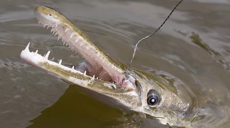 панцирна щука