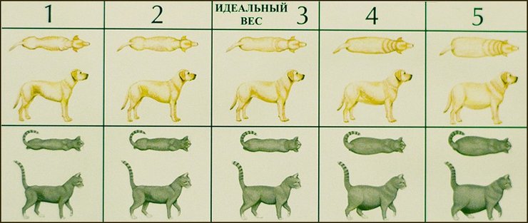 таблица, вес, параметры, животное