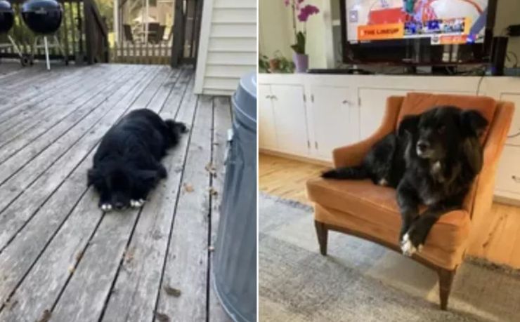 Рентген собаки показал кое-что неожиданное, странные случаи из жизни, животные, домашние любимцы, США