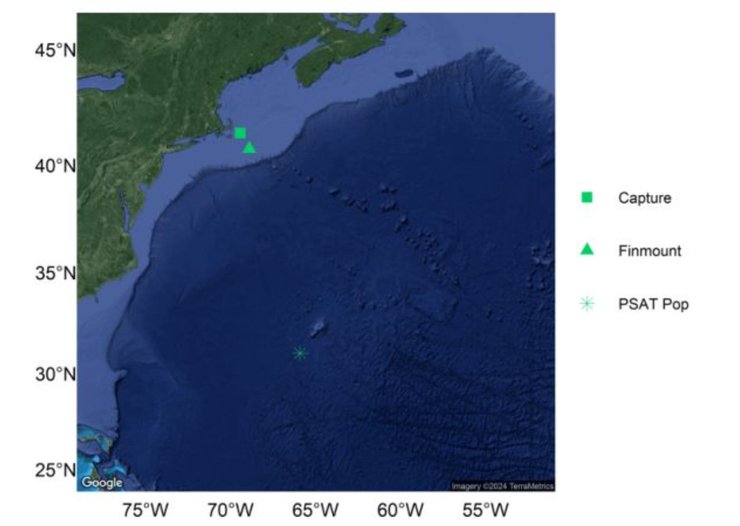 акула наблюдение океан