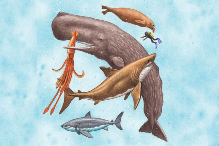  рыба, кит, морские существа 