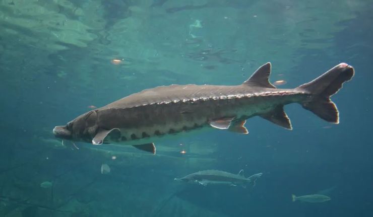 Озерний осетер, риба рекордних розмірів, улов, рибалки з США, досягнення, курйози