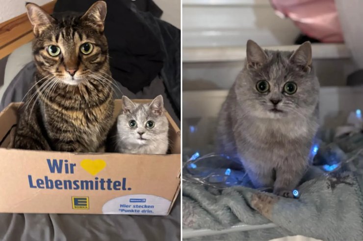 карликовый котёнок котенок