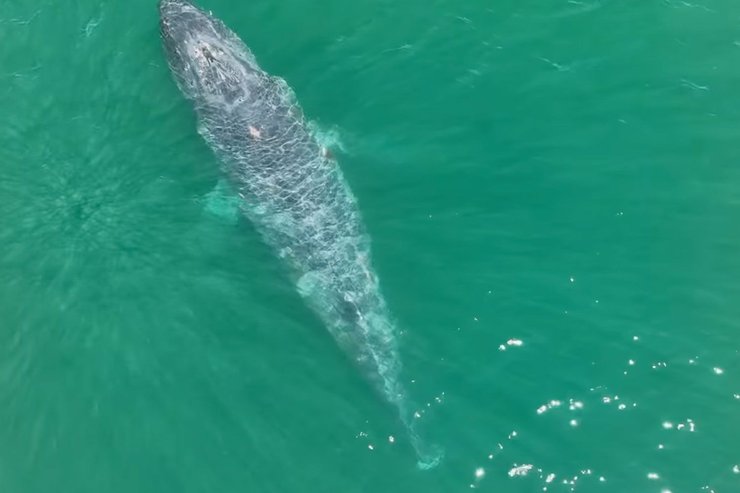 Горбатый кит без хвоста, млекопитающие, хвостовые плавники, животное запуталось, рыбацкие сети, горбатый кит, огромный кит без хвоста