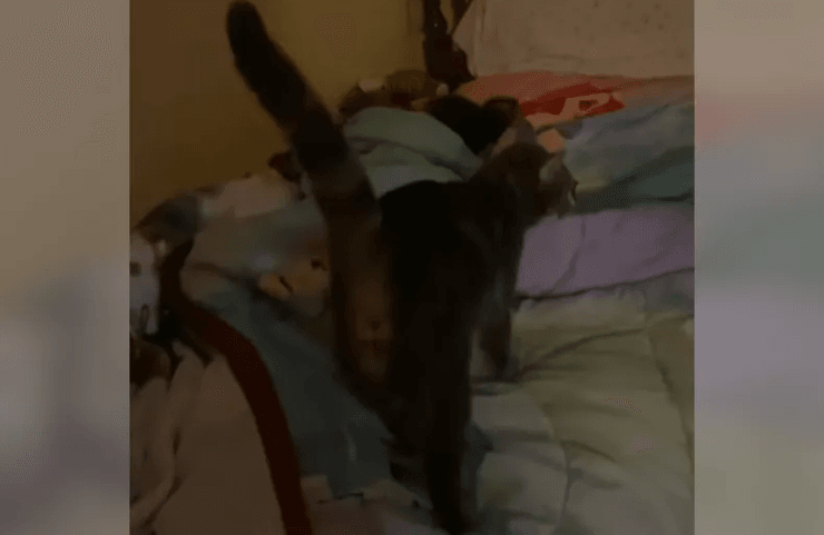 Кошка будит ребенка, кошка будильник, кошка Сьюки, мама научила кошку, кошка будит по утрам, видео с кошкой TikTok, как разбудить ребенка в школу, кошка помогает по утрам