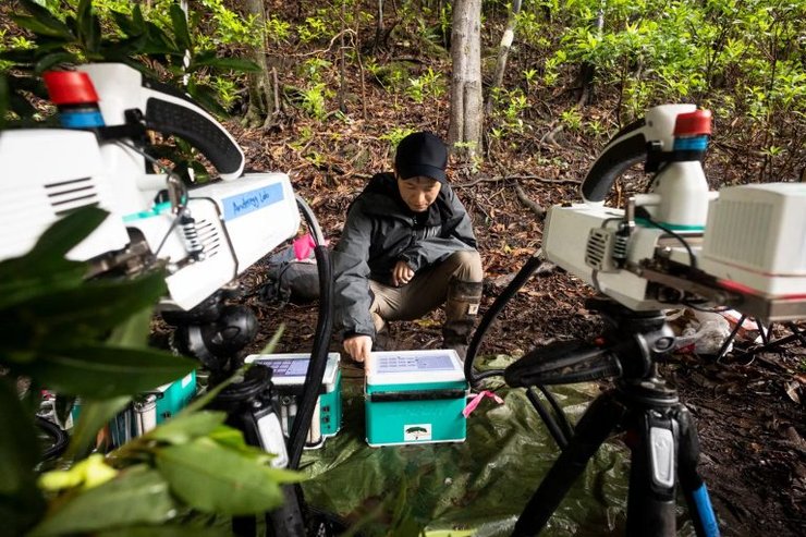 ученые деревья лес