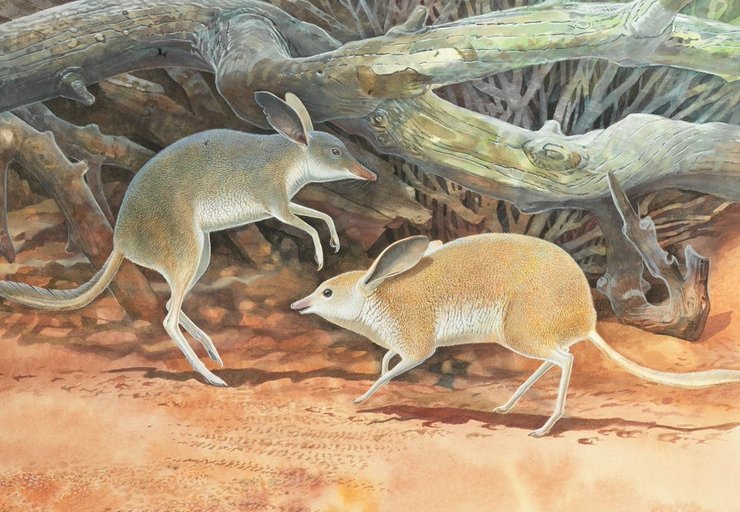 Вымерший полосатый бандикут Налларбора